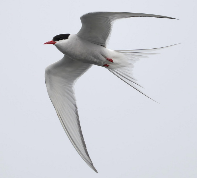 Arctic Tern at Coffin Island, NS<br>June 14 2026